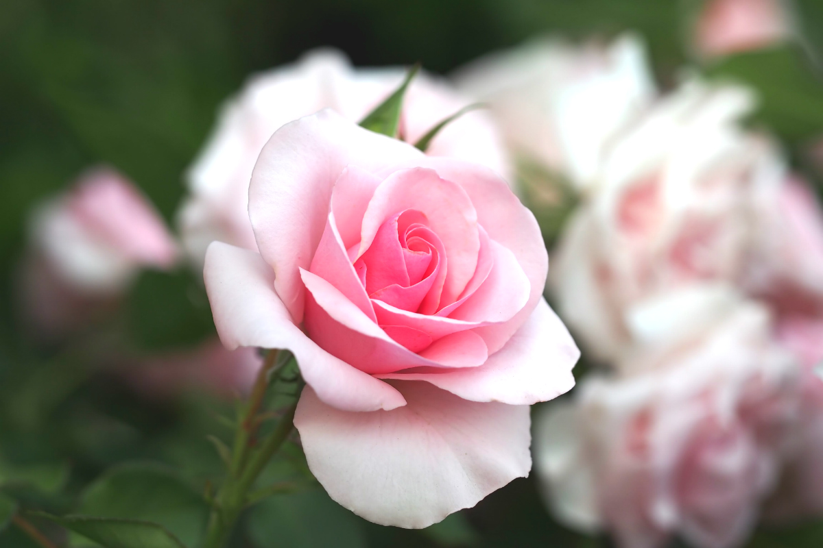 5月の誕生花 ピンクバラ 前向きな花言葉はプレゼントに最適 花だより