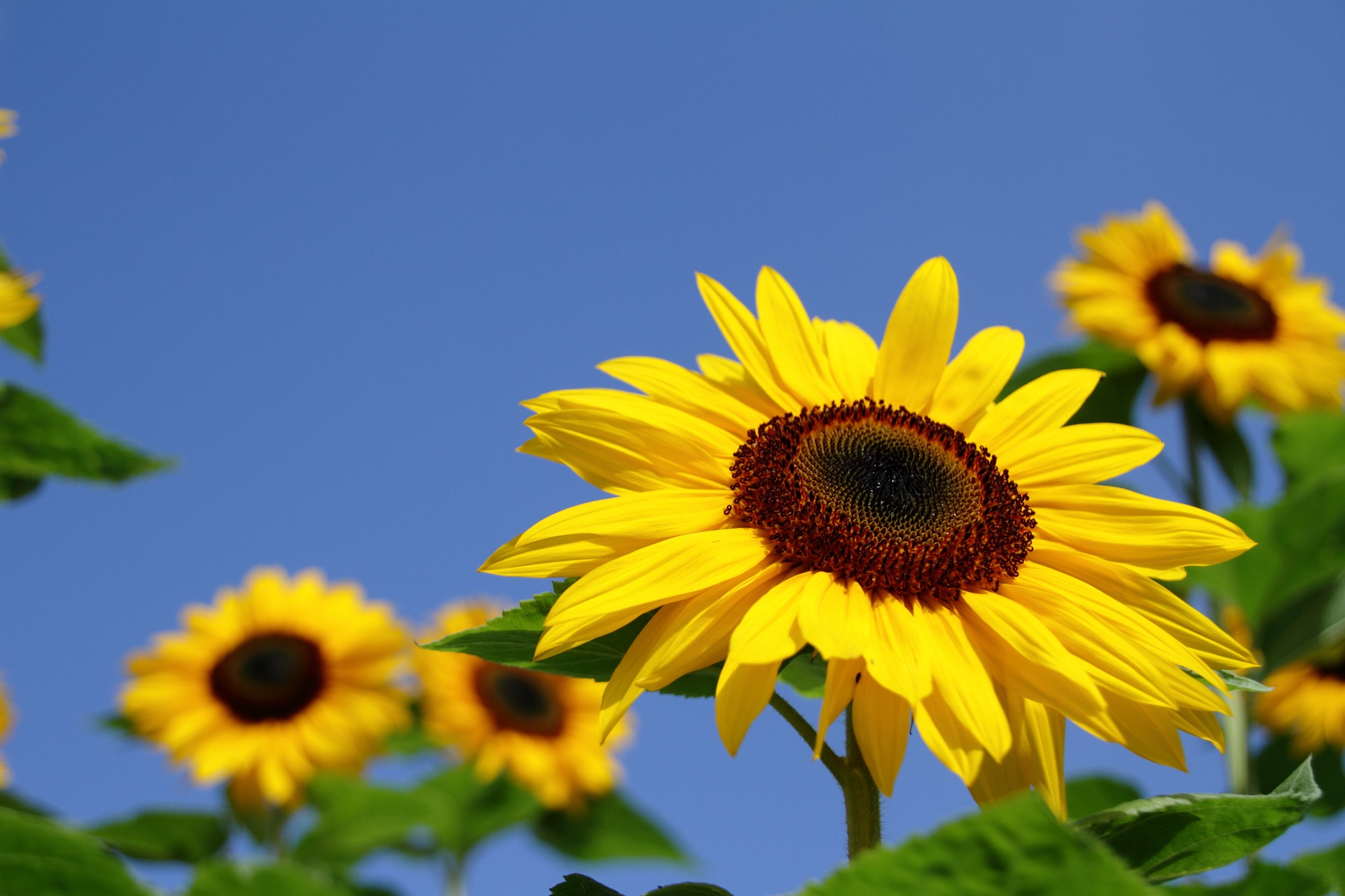 7月の誕生花のご紹介 太陽のように明るい花ひまわり 花だより