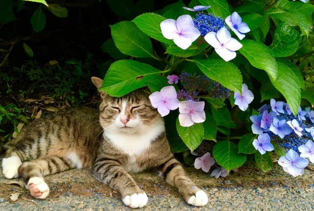 鉢植えあじさいの育て方 お手入れ方法 花だより