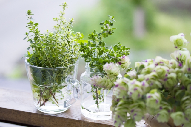 8月2日はハーブの日 植物の記念日 花だより