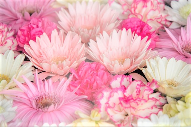 ３月の誕生花 春にぴったりなピンクのガーベラ 花だより