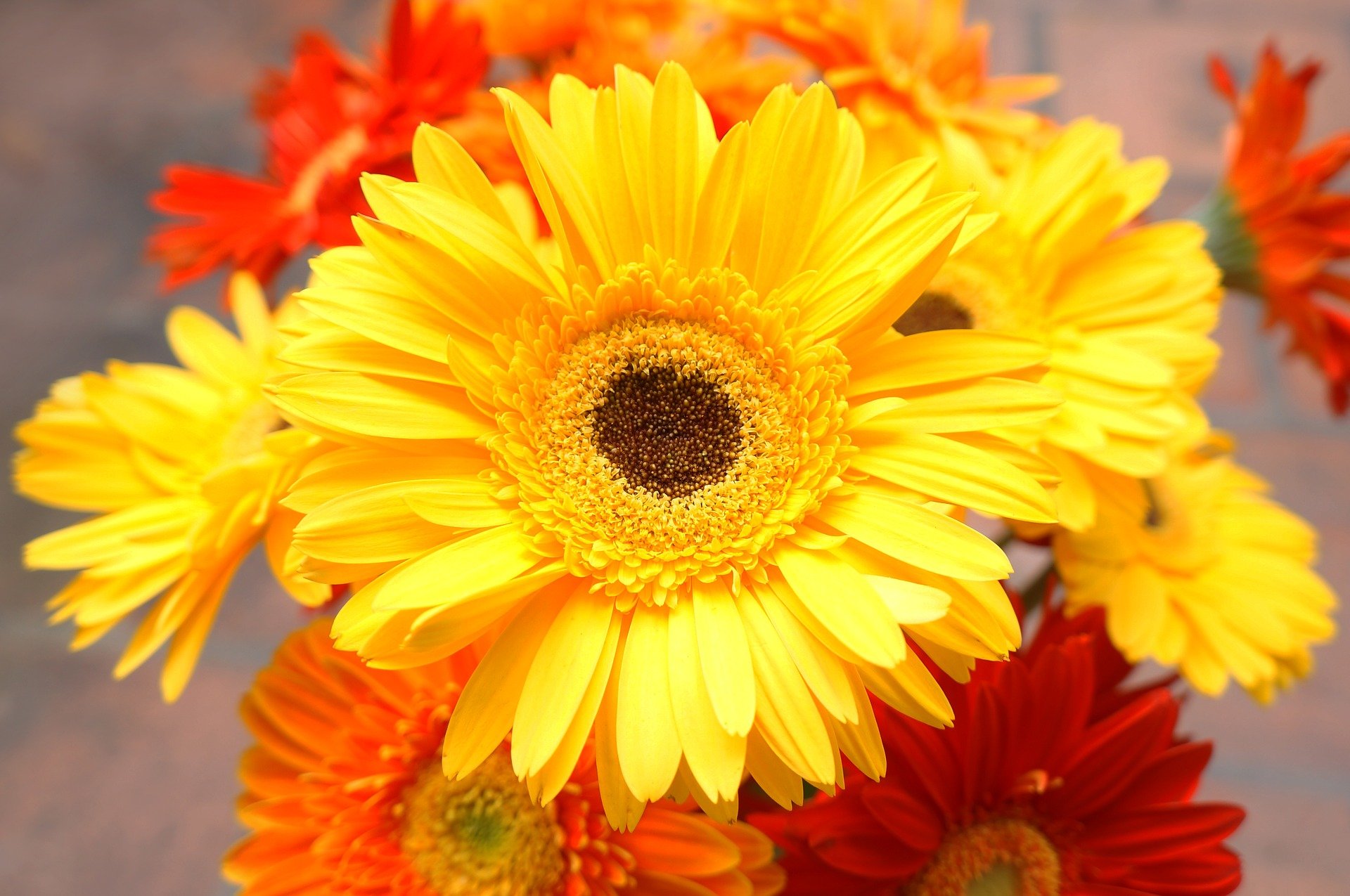 ビタミンカラーの花の種類 プレゼントにおすすめ 花だより