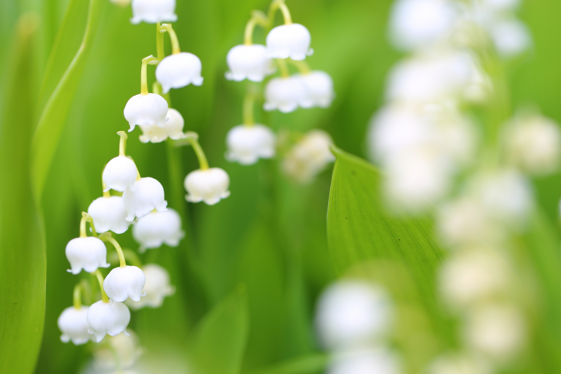 すずらんの日 花言葉や由来 フランス語も掲載 花だより