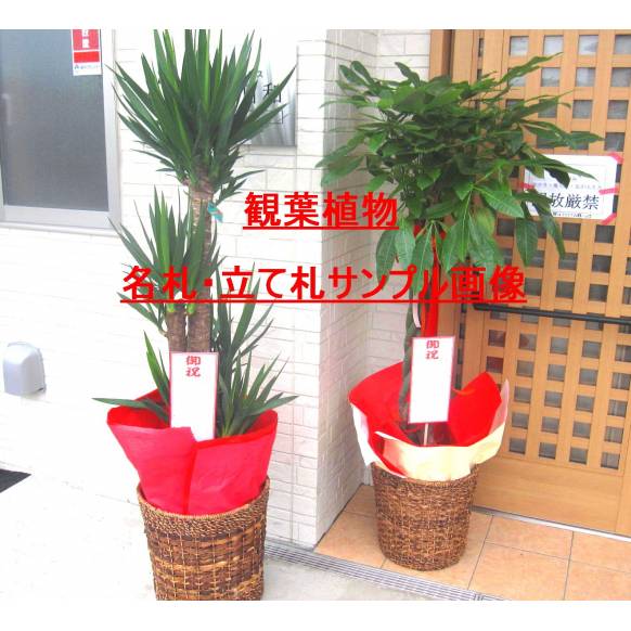 お祝い観葉植物 パキラ 尺鉢 バスケット付 インターネット花キューピット フラワーギフト 手渡し