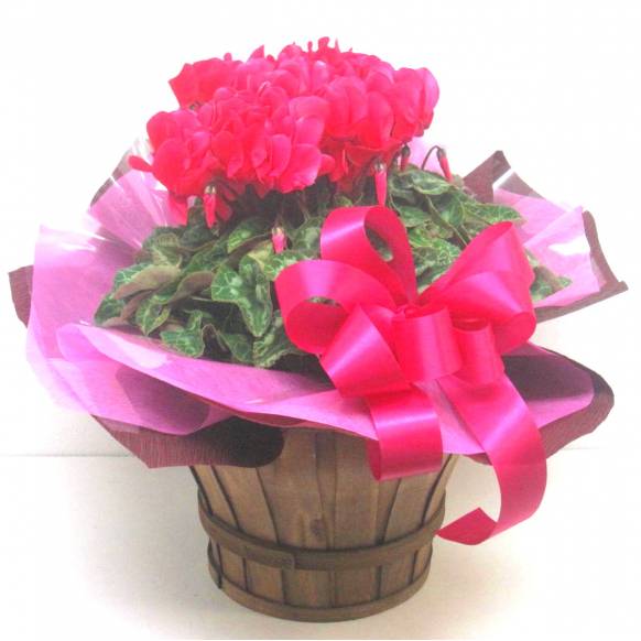 《Flower pots》Basket Cyclamen(Hot Pink)一般カテゴリー