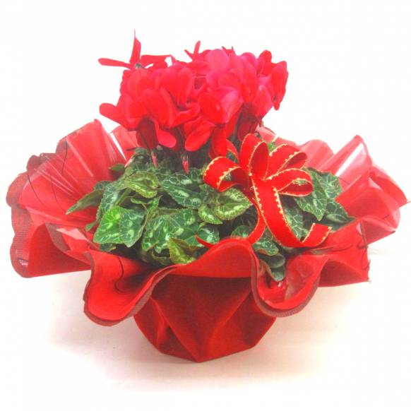 《Flower pots》Cyclamen Red Frill wrapping一般カテゴリー