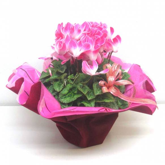 《Flower pots》Cyclamen Pink Frill wrapping一般カテゴリー