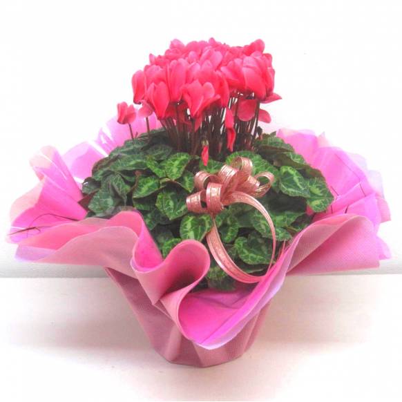 《Flower pots》Cyclamen Salmon Pink Frill wrapping一般カテゴリー