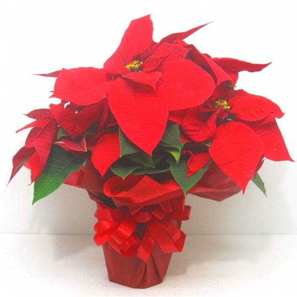 《Flower pots》Poinsettia （Red）一般カテゴリー