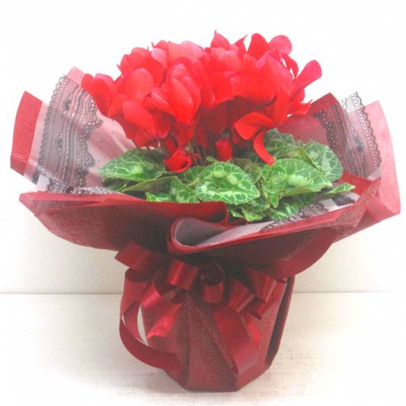 《Flower pots》Cyclamen Red(Original wrapping)一般カテゴリー