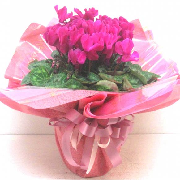 《Flower pots》Cyclamen Hot Pink(Original wrapping)一般カテゴリー