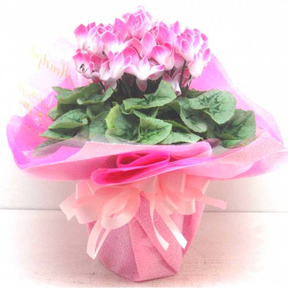 《Flower pots》Cyclamen Pale Pink(Original wrapping)一般カテゴリー