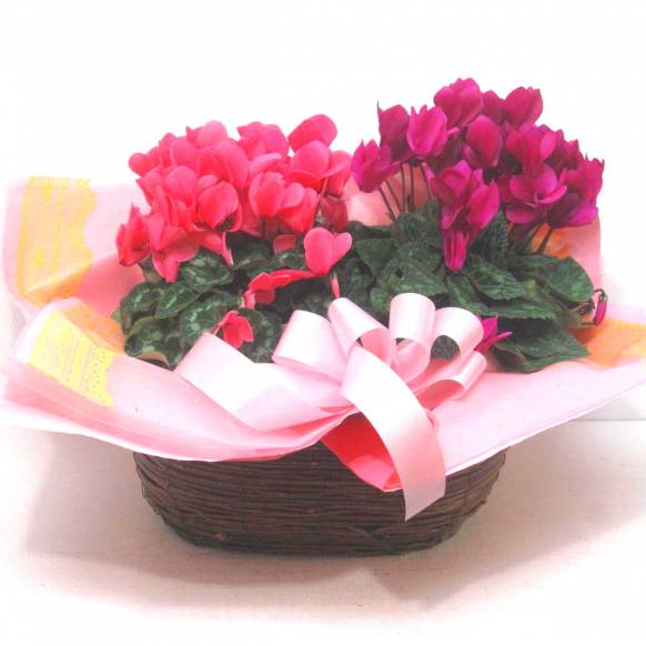 《Flower pots》Basket Cyclamen Luxury Mix一般カテゴリー