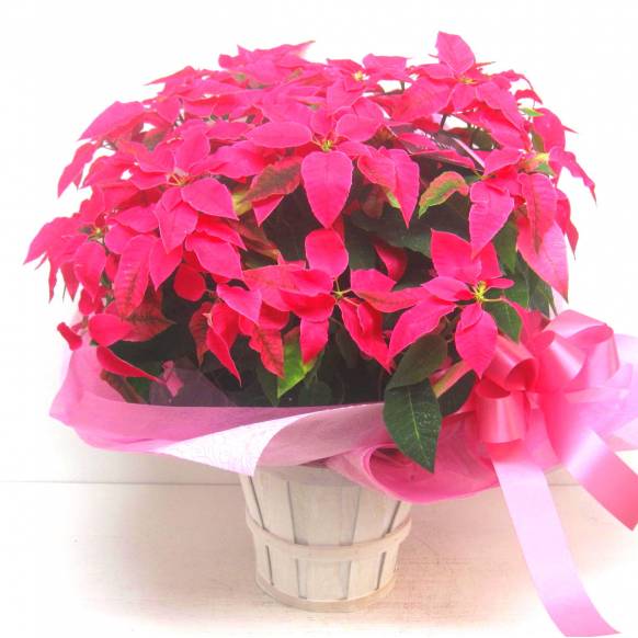 《Flower pots》Your special PRINCETTIA（Hot Pink）一般カテゴリー