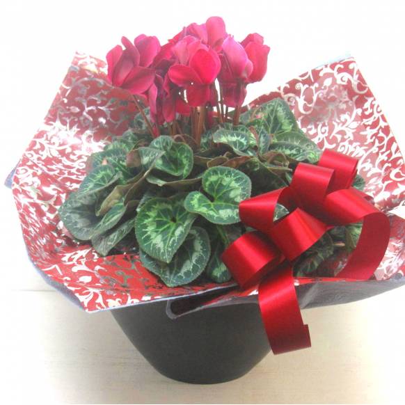 《Flower pots》Luxury Compote Premium Cyclamen(WR) 一般カテゴリー