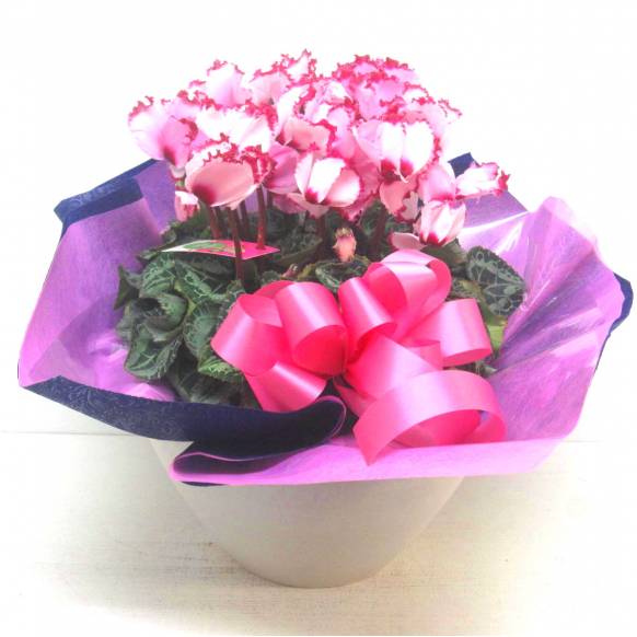 《Flower pots》Luxury Compote Premium Cyclamen(V)一般カテゴリー