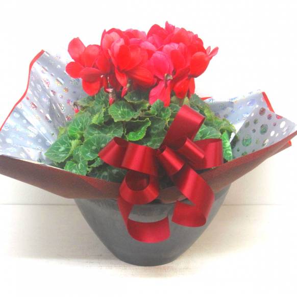 《Flower pots》Luxury Compote Premium Cyclamen(R) 一般カテゴリー