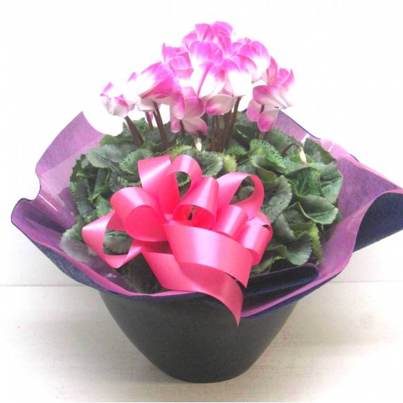 《Flower pots》Luxury Compote Premium Cyclamen(P) 一般カテゴリー