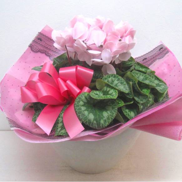 《Flower pots》Luxury Compote Cyclamen Pale Pink 一般カテゴリー