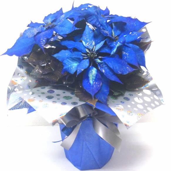 《Flower pots》Poinsettia （Blue×Silver）一般カテゴリー